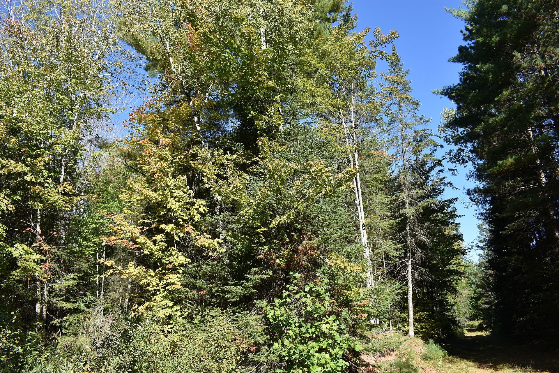Northern Wisconsin wooded land for sale with forest trail