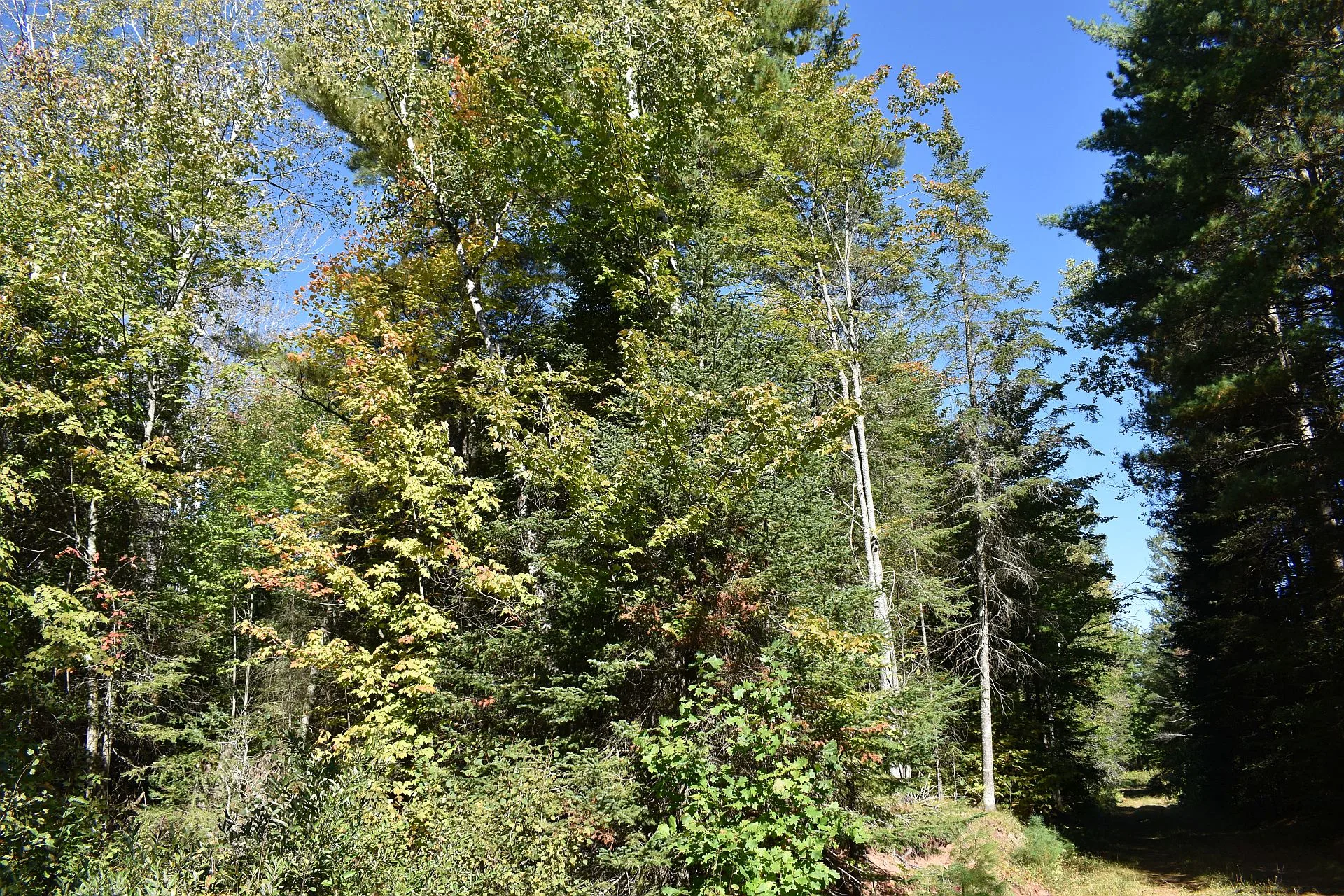 Northern Wisconsin wooded land for sale with forest trail