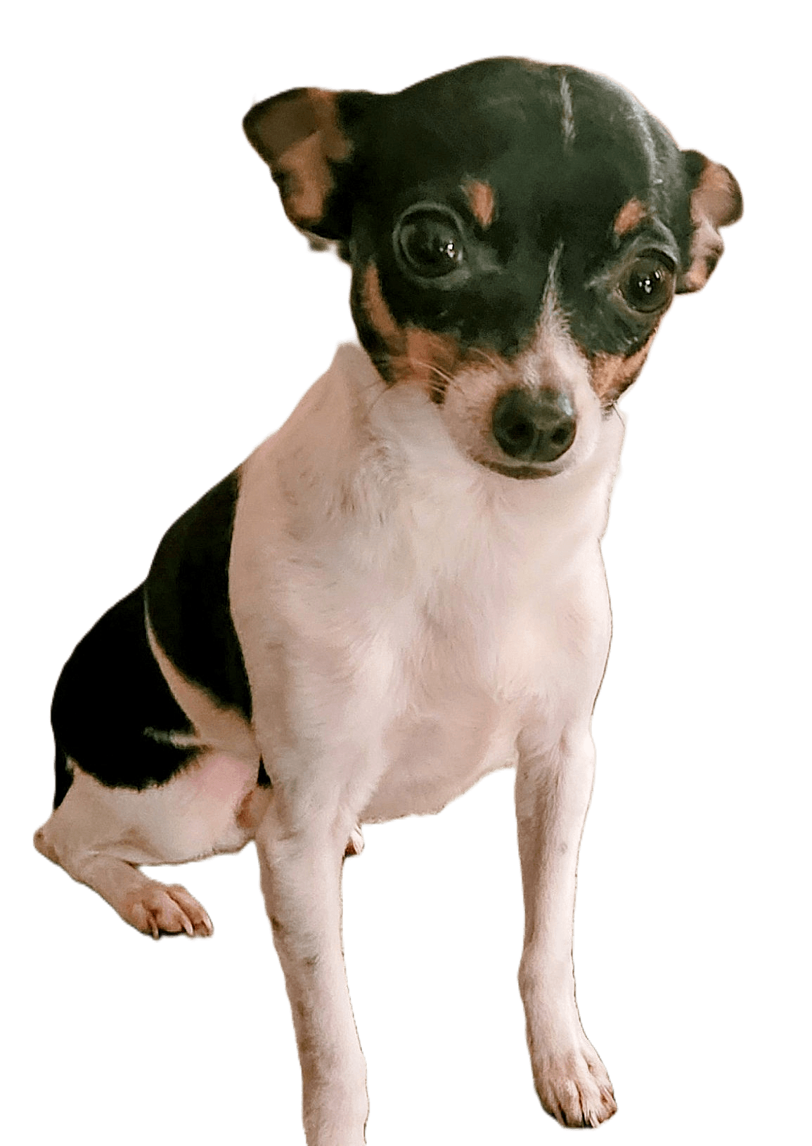 Chico, Chief Morale Officer at Visions First Realty