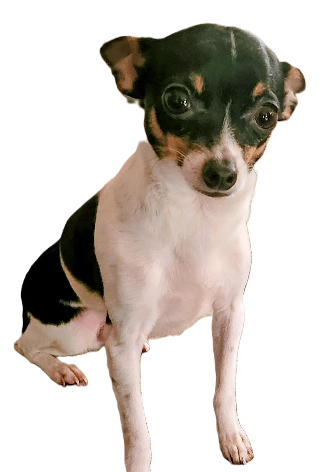 Chico, Chief Morale Officer at Visions First Realty