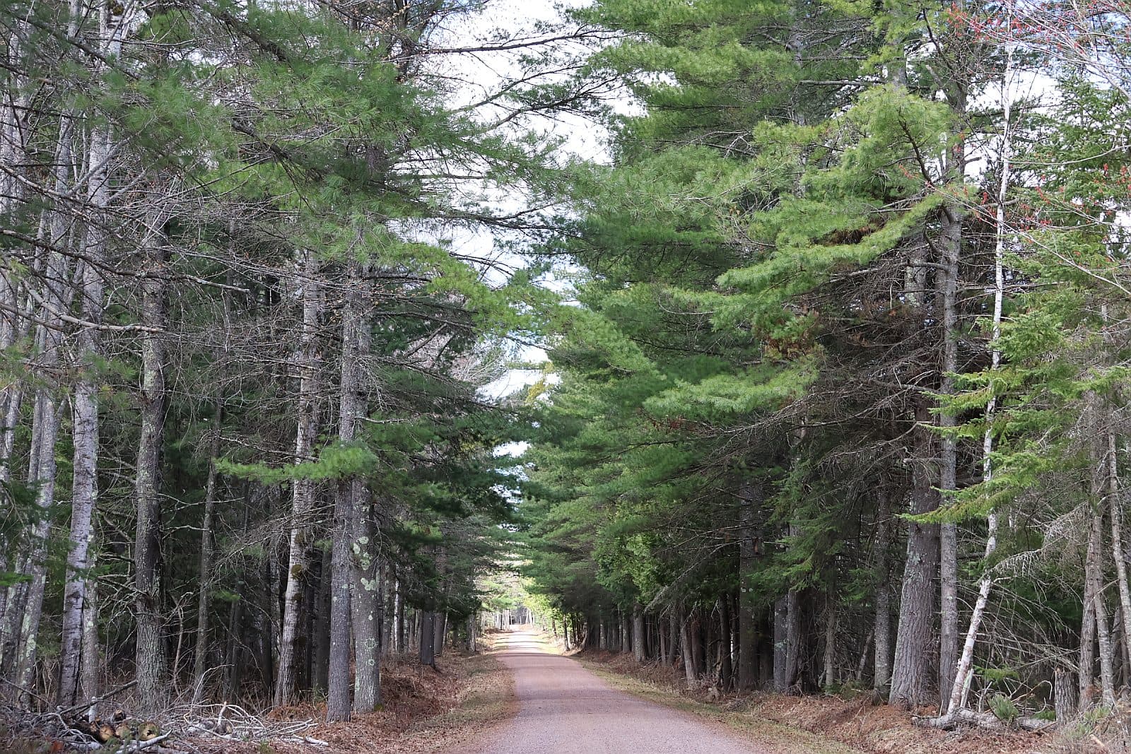 Half-mile private drive lined with mature pines leading to the log home at 78815 State Hwy 13, Washburn WI