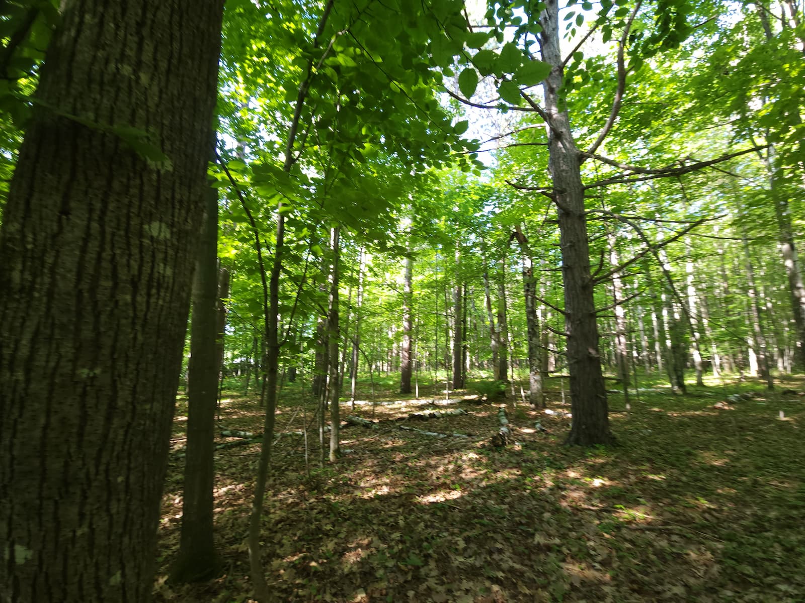 5-acre wooded land for sale in Washburn, WI — mature northern hardwood forest interior at the end of Sky Rd on the 30XXX Sky Rd parcel