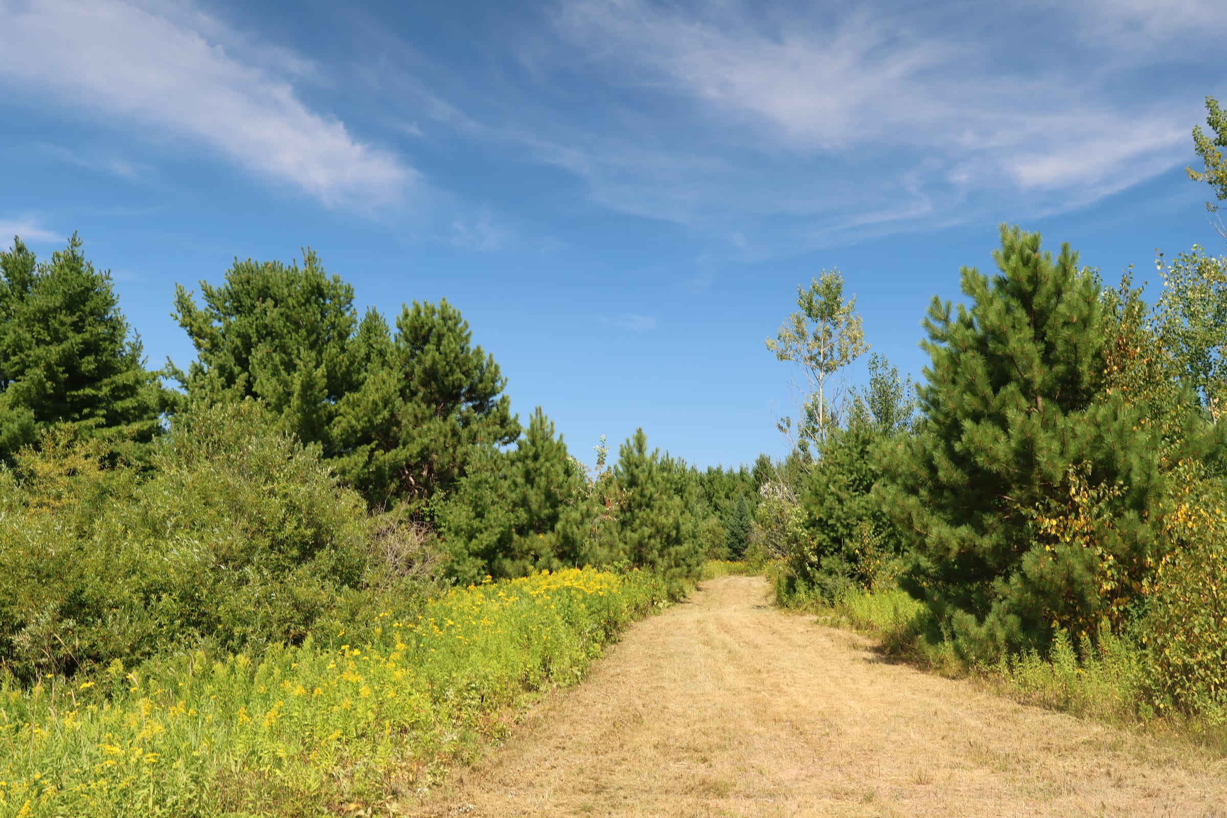 Established mowed trail winding through mature pines and open meadow at 30210 Wannebo Rd, Washburn WI, providing year-round access across the 29.6-acre parcel
