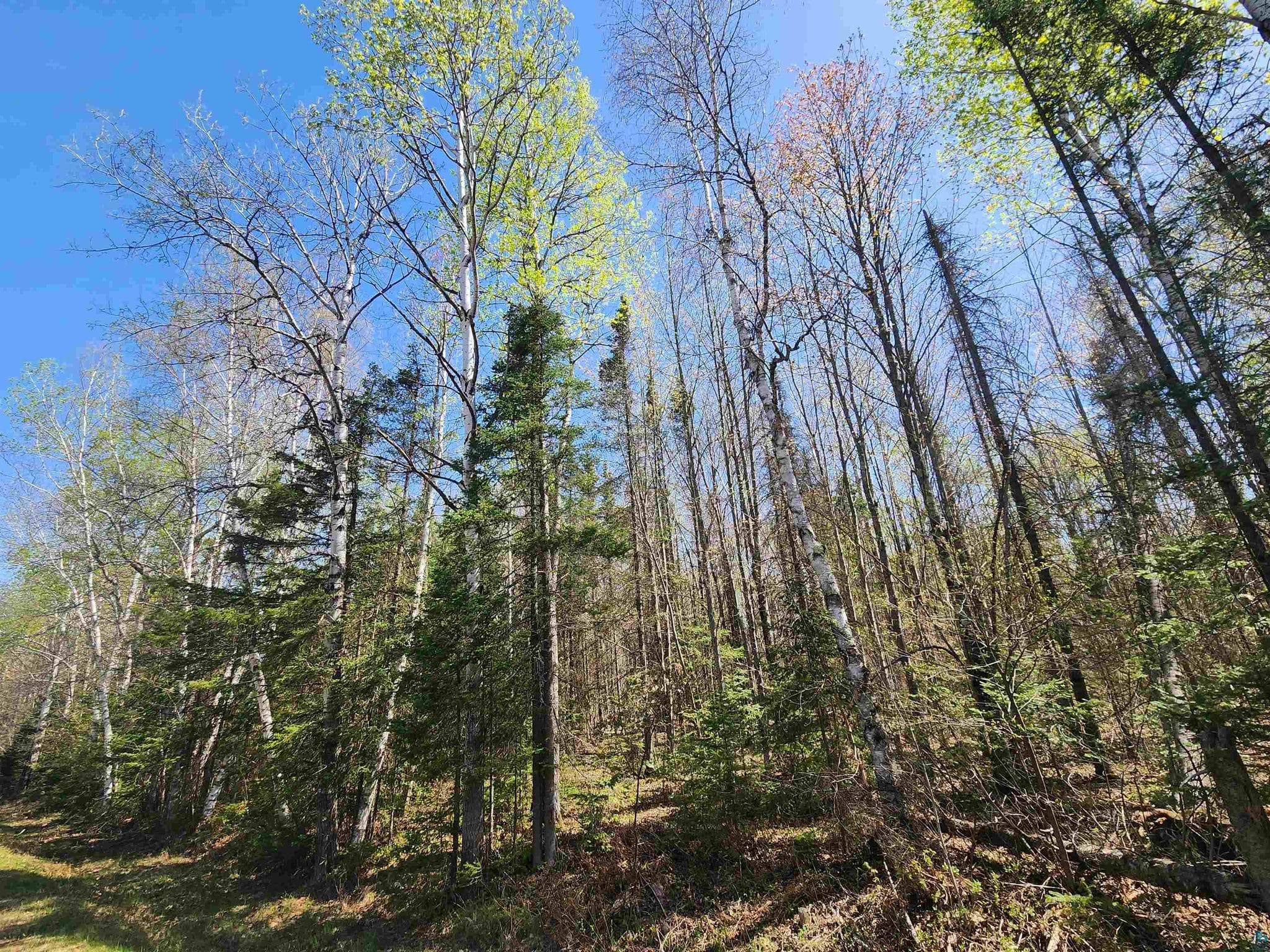 Spring view into the mixed birch and hardwood timber at 713XX Oulu Rock Rd, Brule WI, with new green leaf-out and an open forest floor across the 10-acre parcel