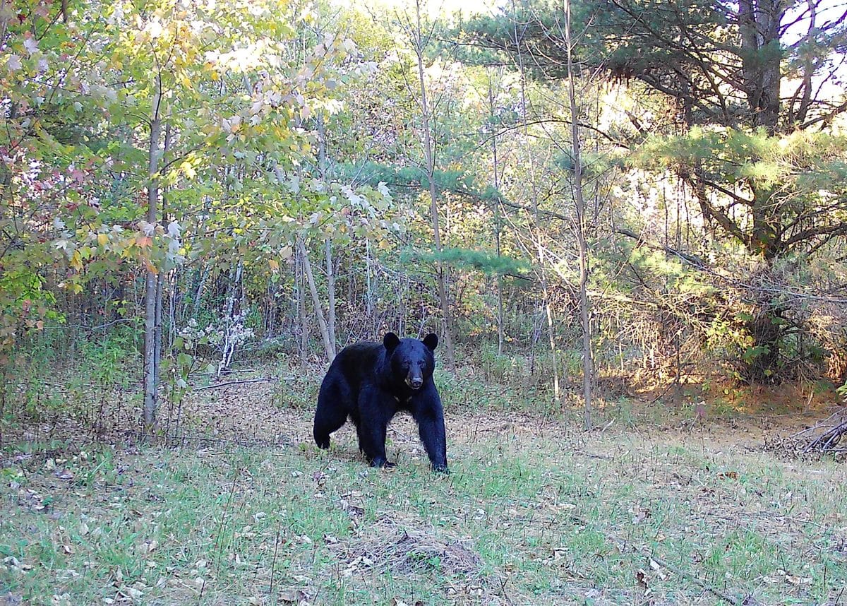 Daytime trail camera image of a black bear facing the camera in a woods opening on the 40-acre property on W Old County Hwy K, Town of Russell, WI