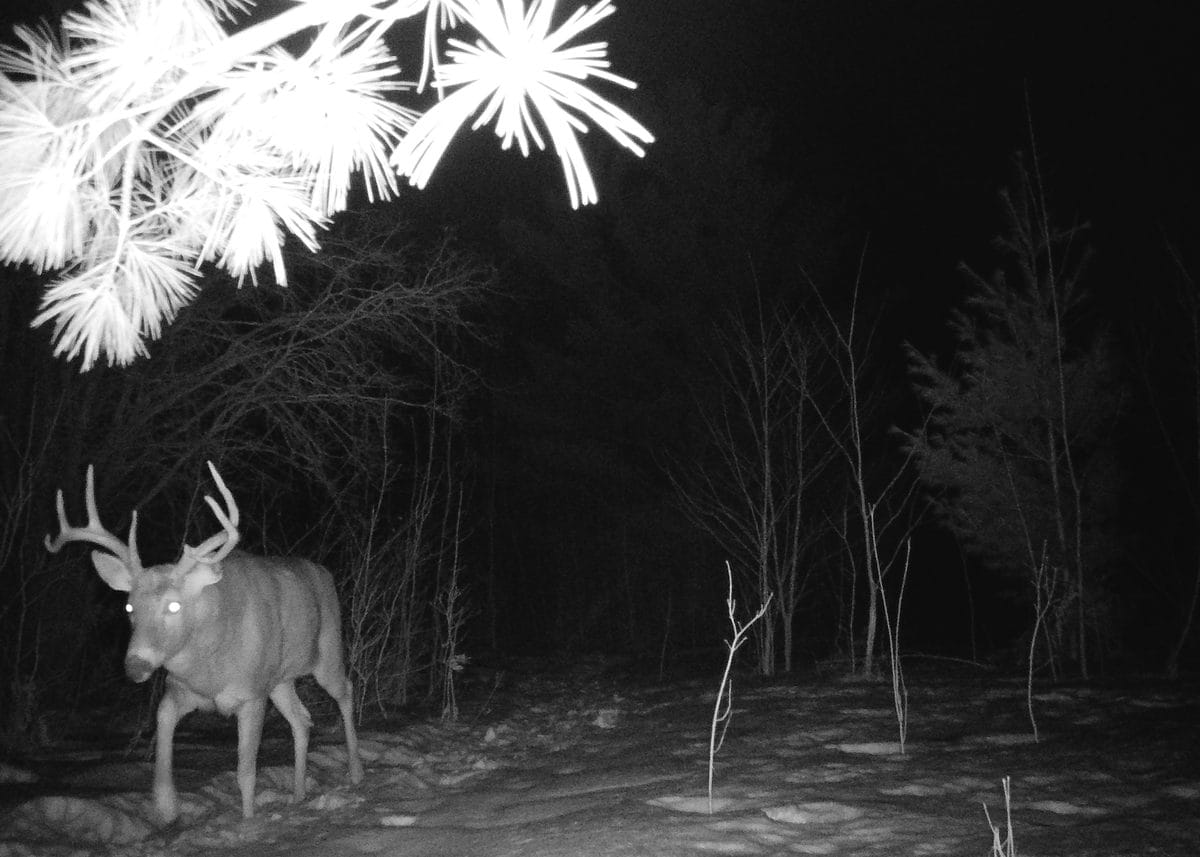 Winter trail camera image of a whitetail buck in snow on the 40-acre property on W Old County Hwy K, Town of Russell, WI