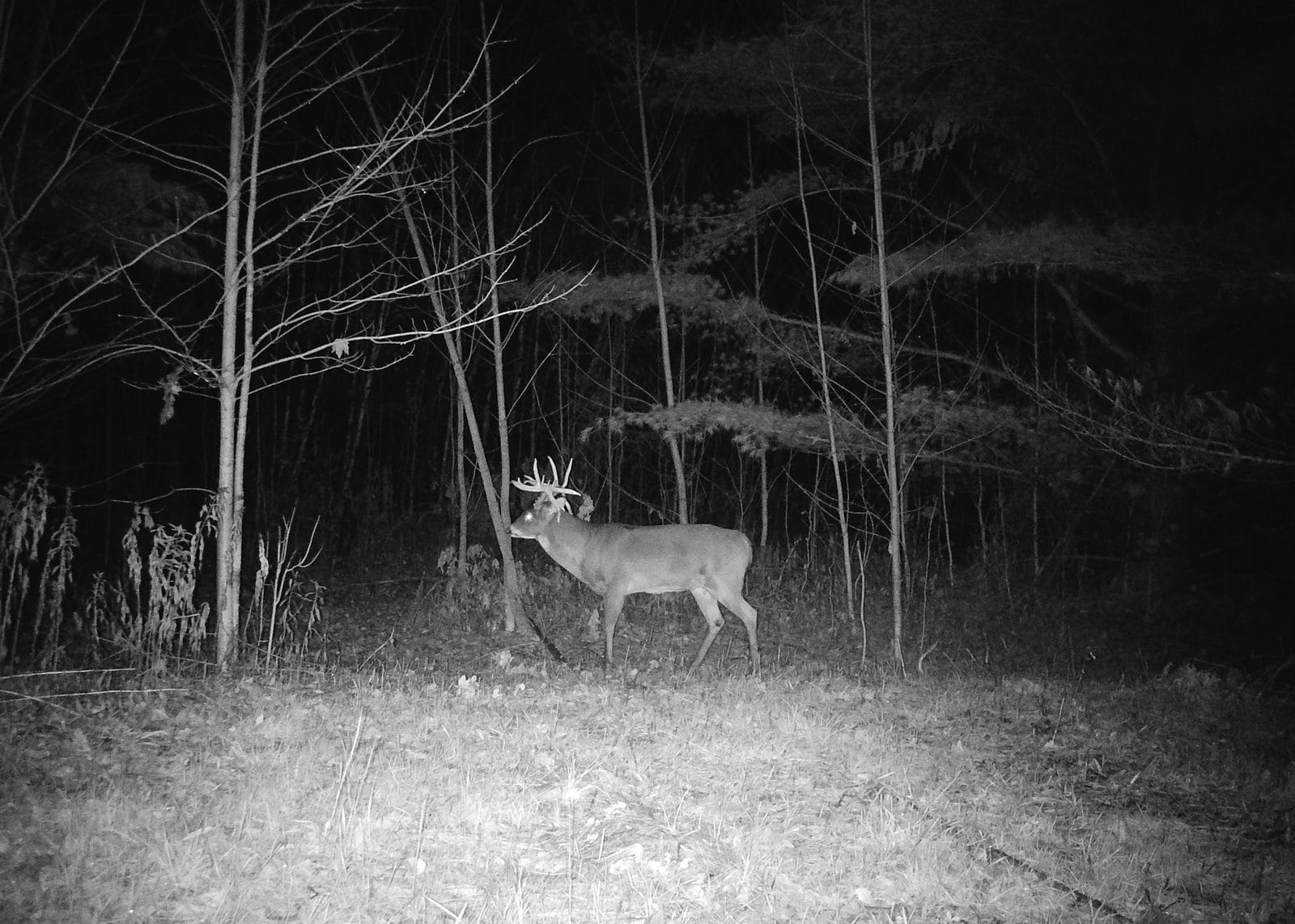 Trail camera image of a mature whitetail buck walking the woods edge on the 40-acre property on W Old County Hwy K, Town of Russell, Bayfield County WI