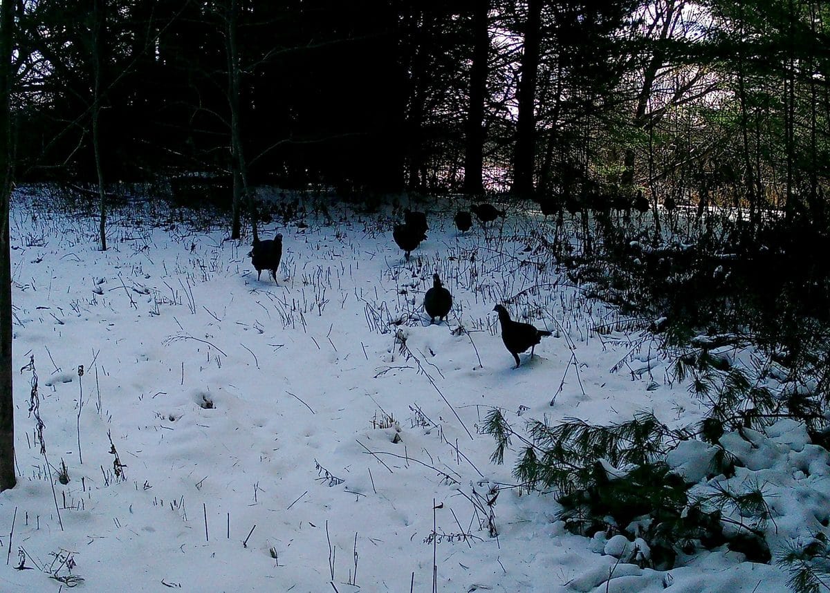 Trail camera image of a flock of wild turkeys crossing a snowy opening on the 40-acre property on W Old County Hwy K, Town of Russell, WI