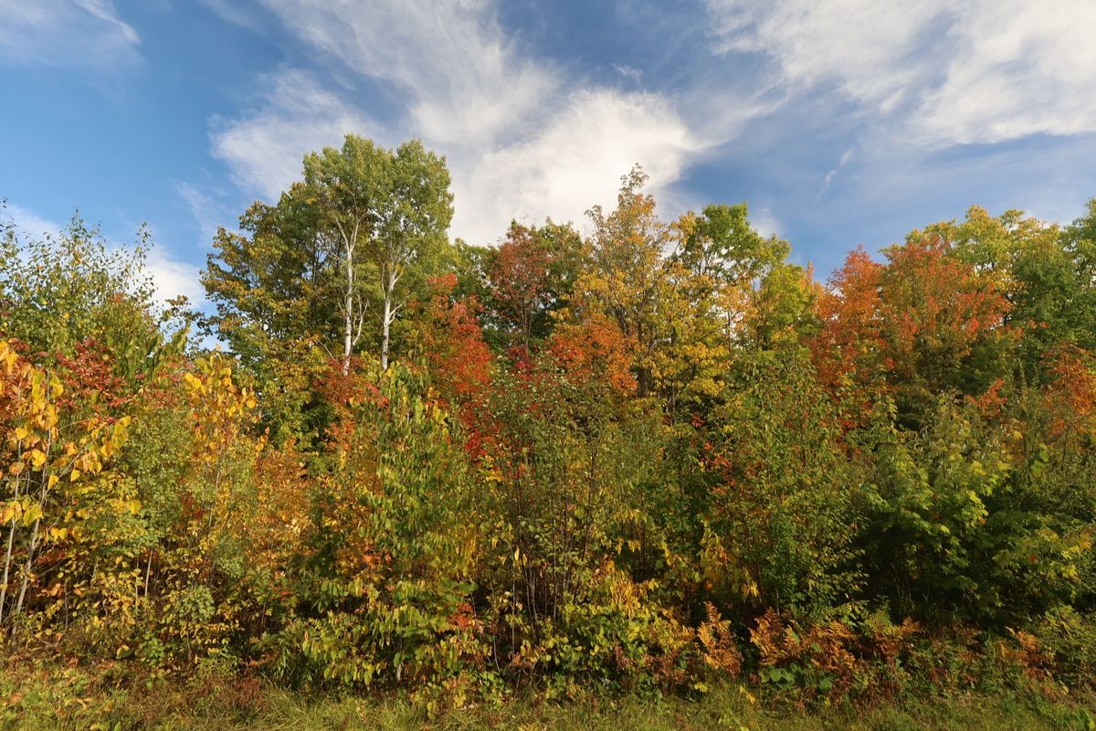 Fall color with white birch and red maple on the North 20 acres along W Old County Hwy K, Town of Russell, WI