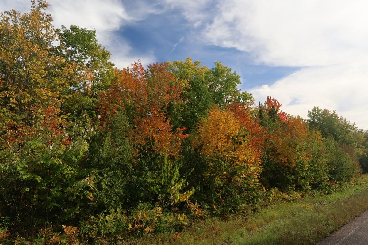 Orange and red maples along the road frontage of the North 20 acres on W Old County Hwy K, Town of Russell, WI