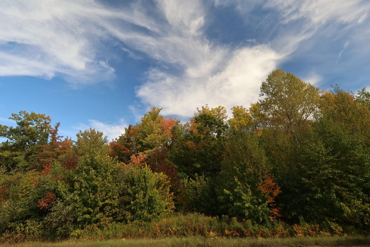 Mixed hardwoods under a big sky on the North 20 acres, Town of Russell, Bayfield County, WI