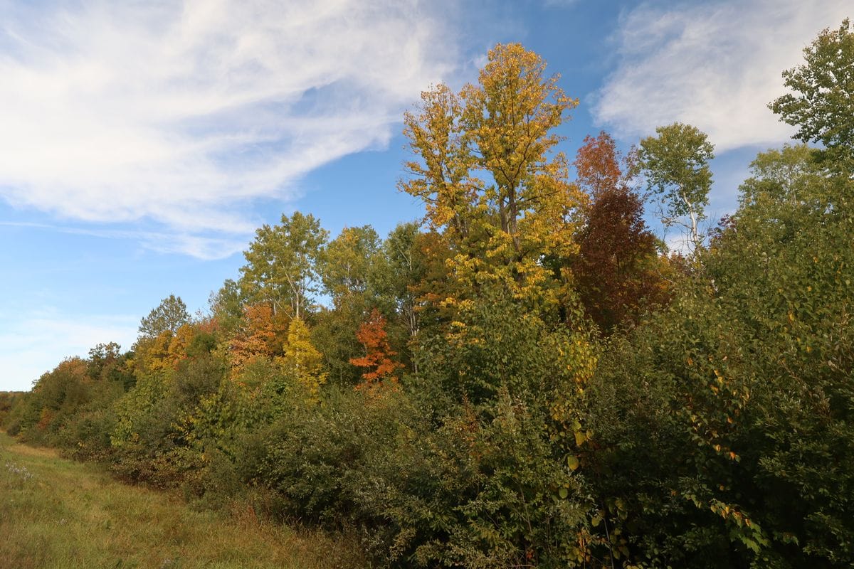 Tall golden hardwood and mixed forest edge on the South 20 acres, Town of Russell, WI