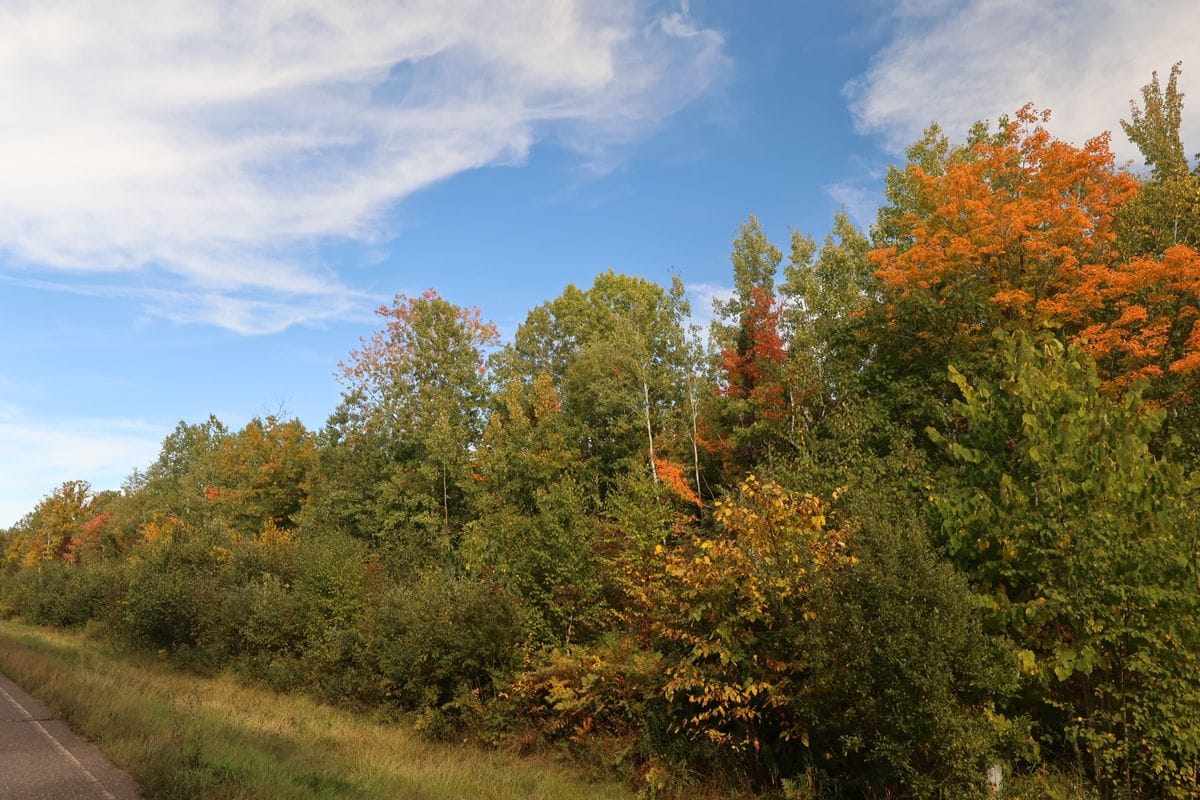 Bright orange maple above mixed woods on the South 20 acres, Town of Russell, Bayfield County, WI
